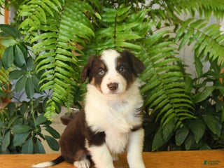 Australian Shepherd dogs Amy - Ad 32