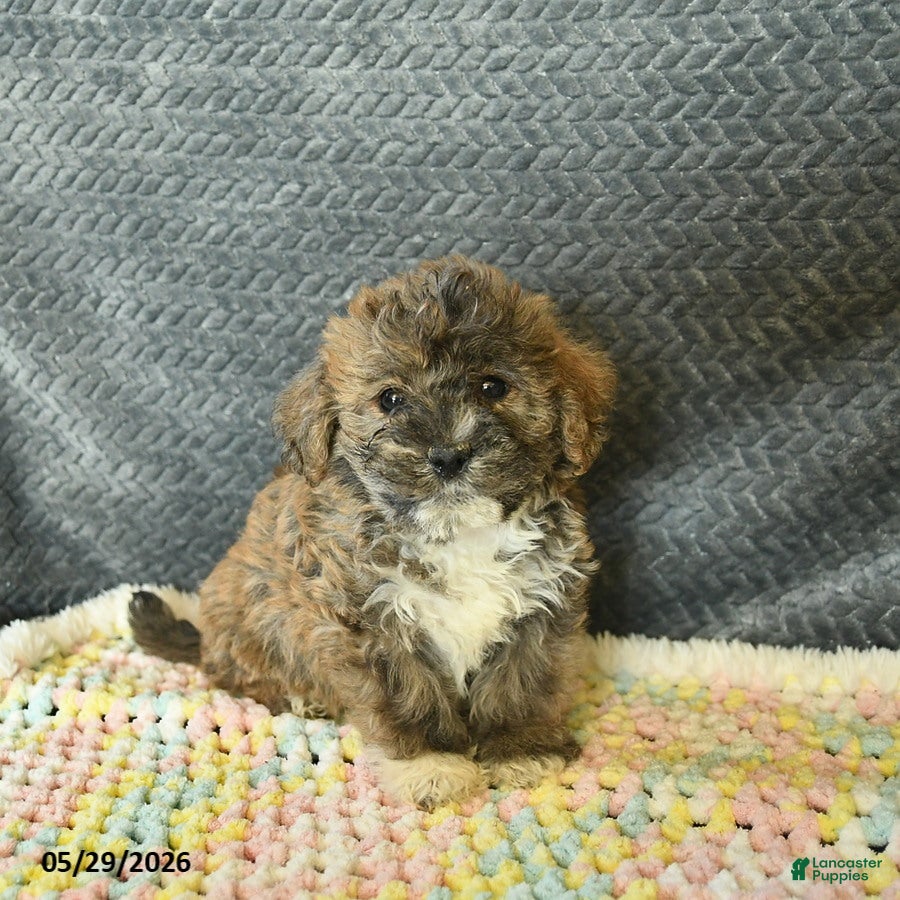 Maltipoo dogs Lily  - Ad 1