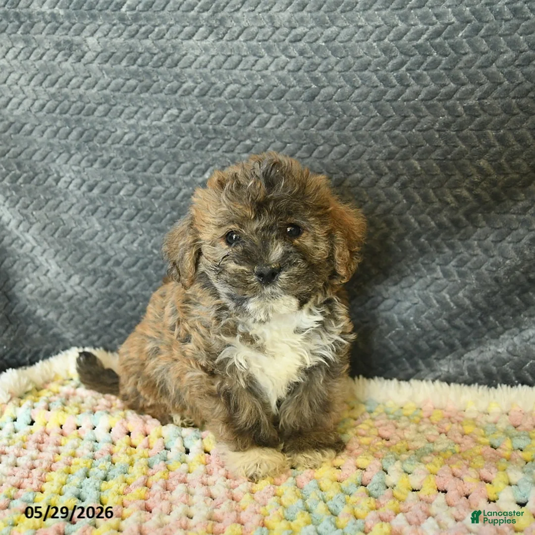 Maltipoo dogs for sale: Lily  - Ad 1