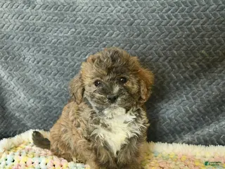 Maltipoo dogs for sale: Lily - Ad 1