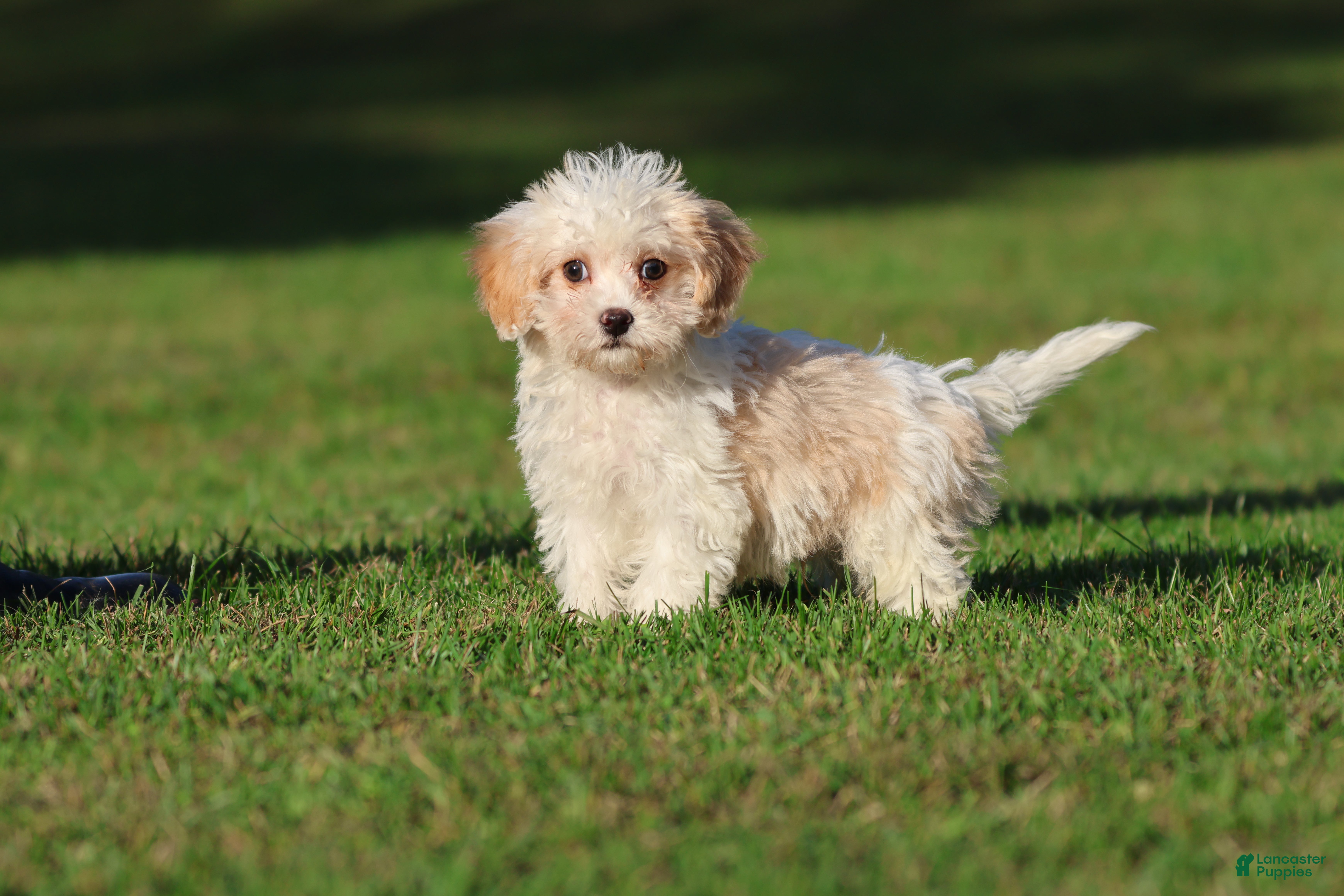 Cavapoo dogs for sale: Casper - Ad 1