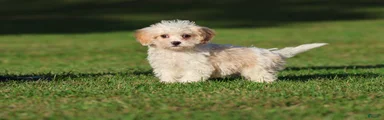 Casper