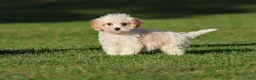 Cavapoo dogs for sale: Casper - Ad 1