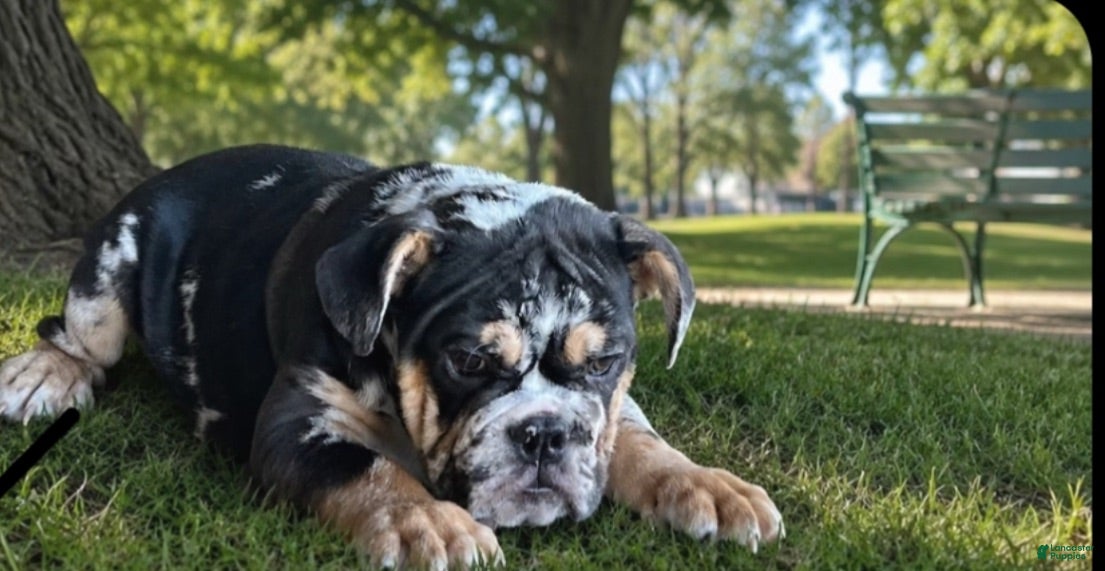 English Bulldog dogs Juice - Ad 3