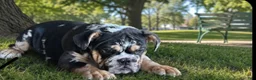 English Bulldog dogs for sale: Juice - Ad 1