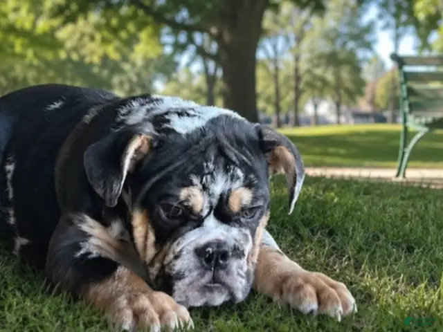 English Bulldog dogs for sale: Juice - Ad 1