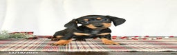 Miniature Dachshund dogs for sale: Scooter - Ad 3