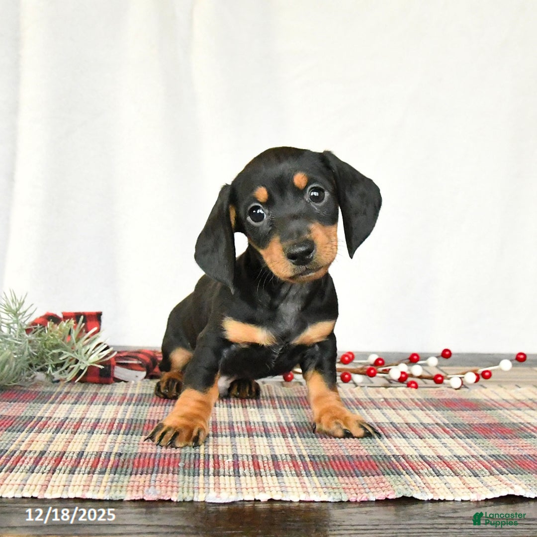 Miniature Dachshund dogs for sale: Scooter - Ad 3