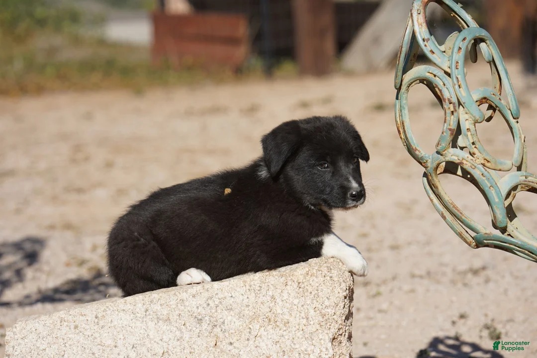 Mixed Breed dogs for sale: Toes M Sylvester - Ad 16