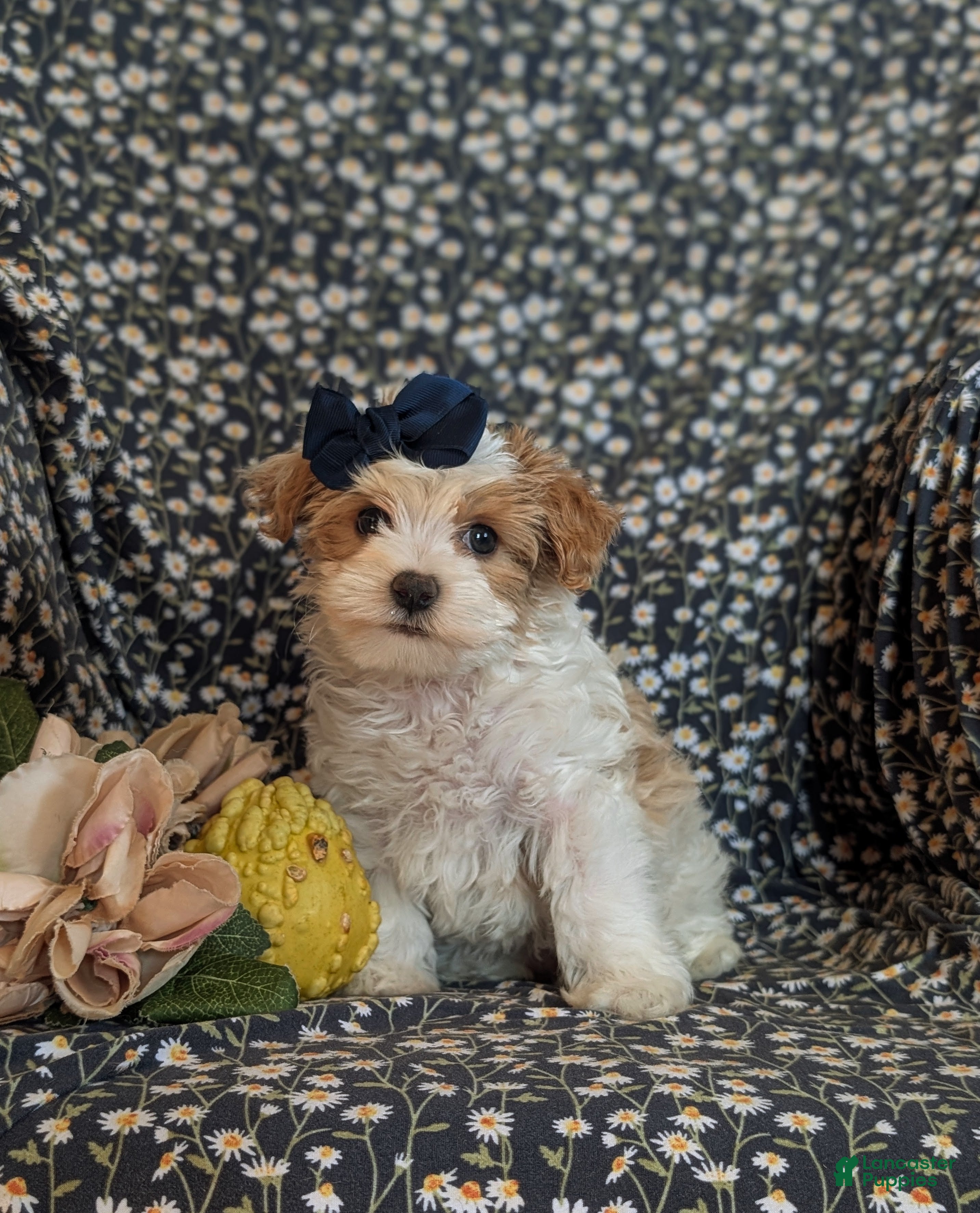 Maltipoo dogs for sale: Jocelyn 6 lbs Full Grown - Ad 1