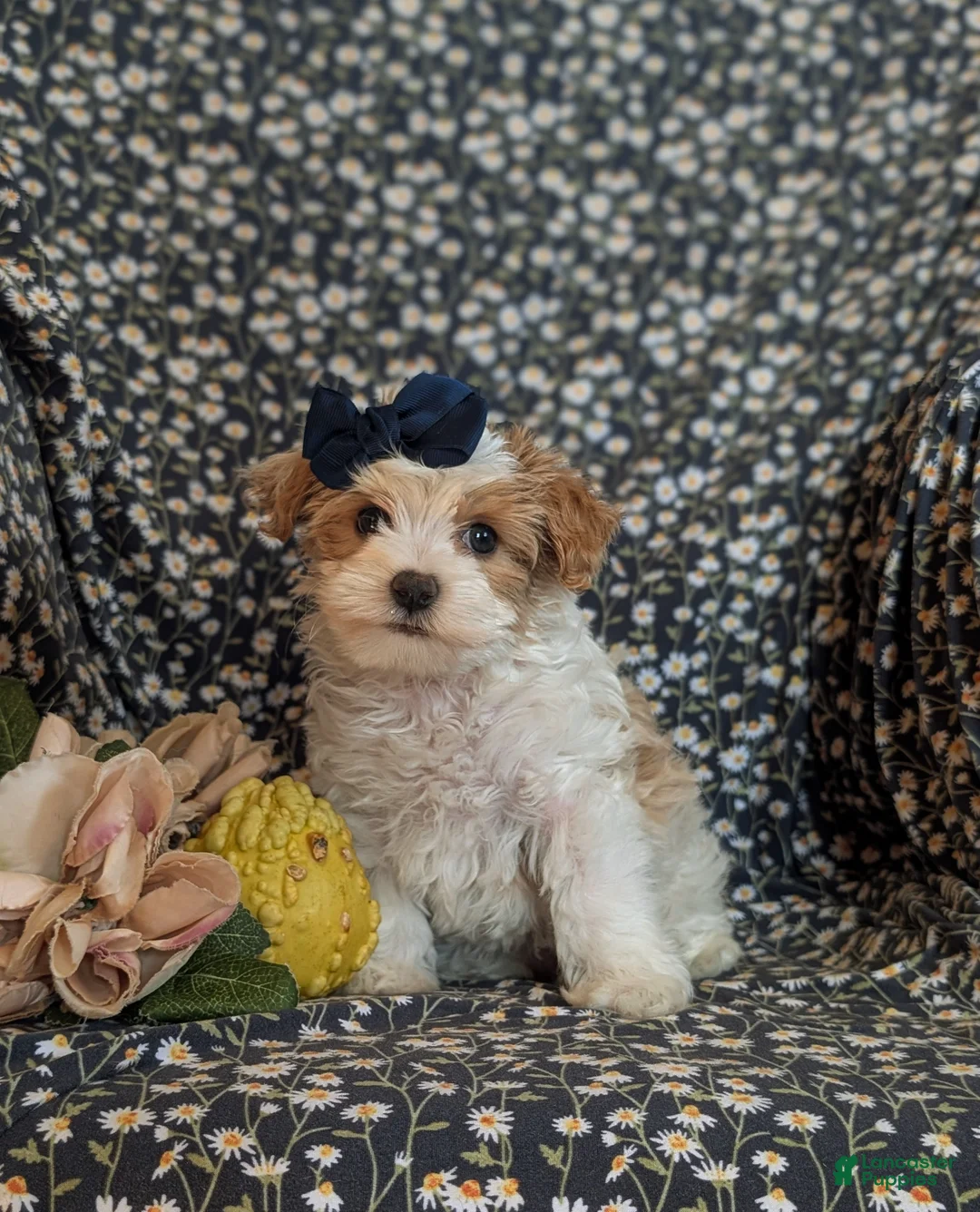 Maltipoo dogs for sale: Jocelyn 6 lbs Full Grown - Ad 1