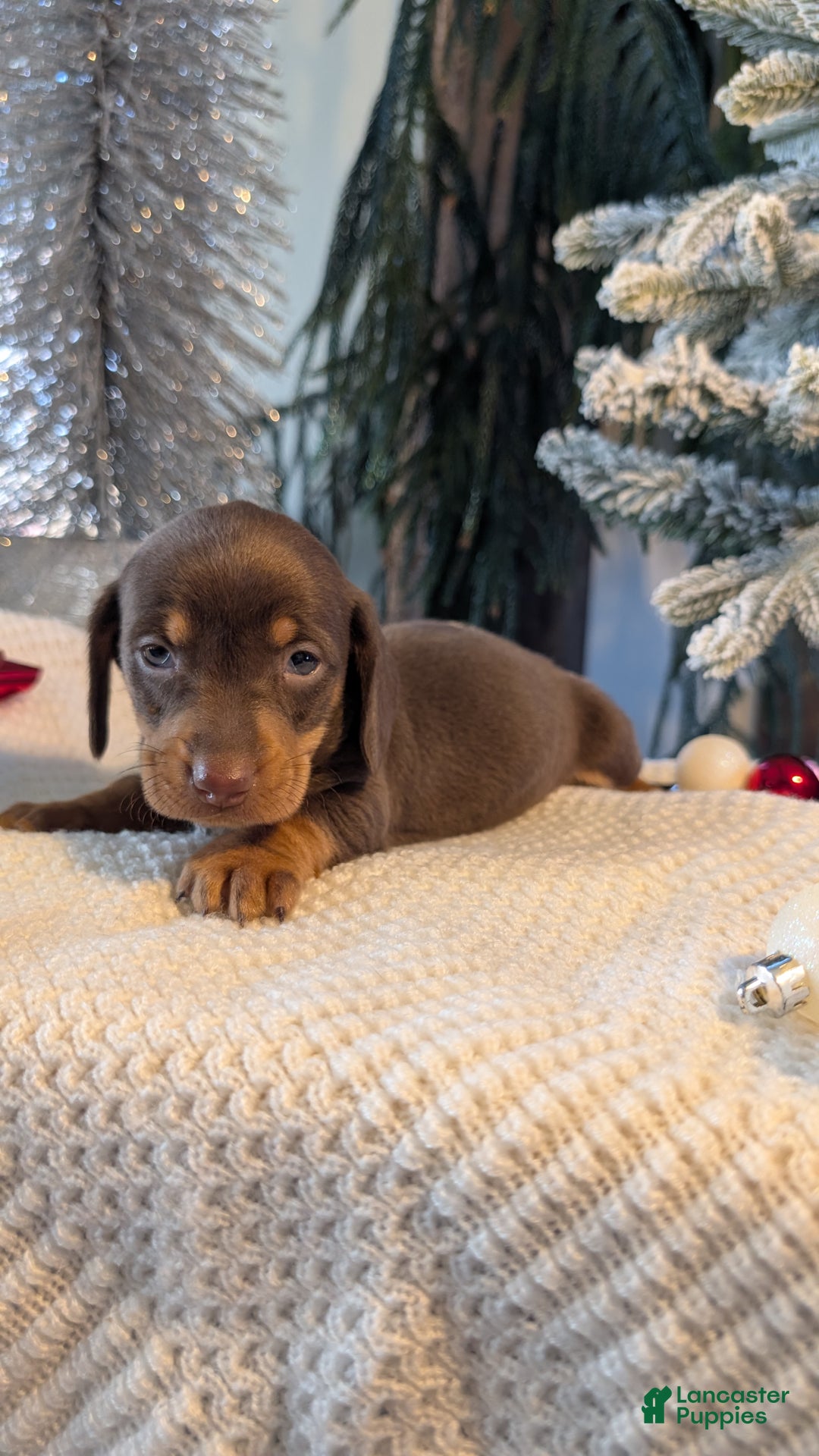 Miniature Dachshund dogs for sale: Finn - Ad 6