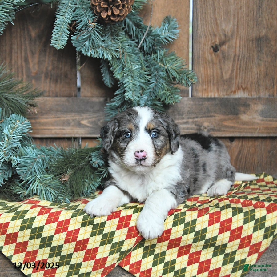 Mini Bernedoodle dogs Charlie - Ad 20