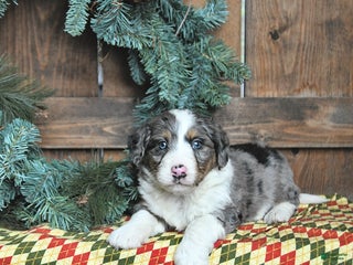 Mini Bernedoodle dogs Charlie - Ad 4