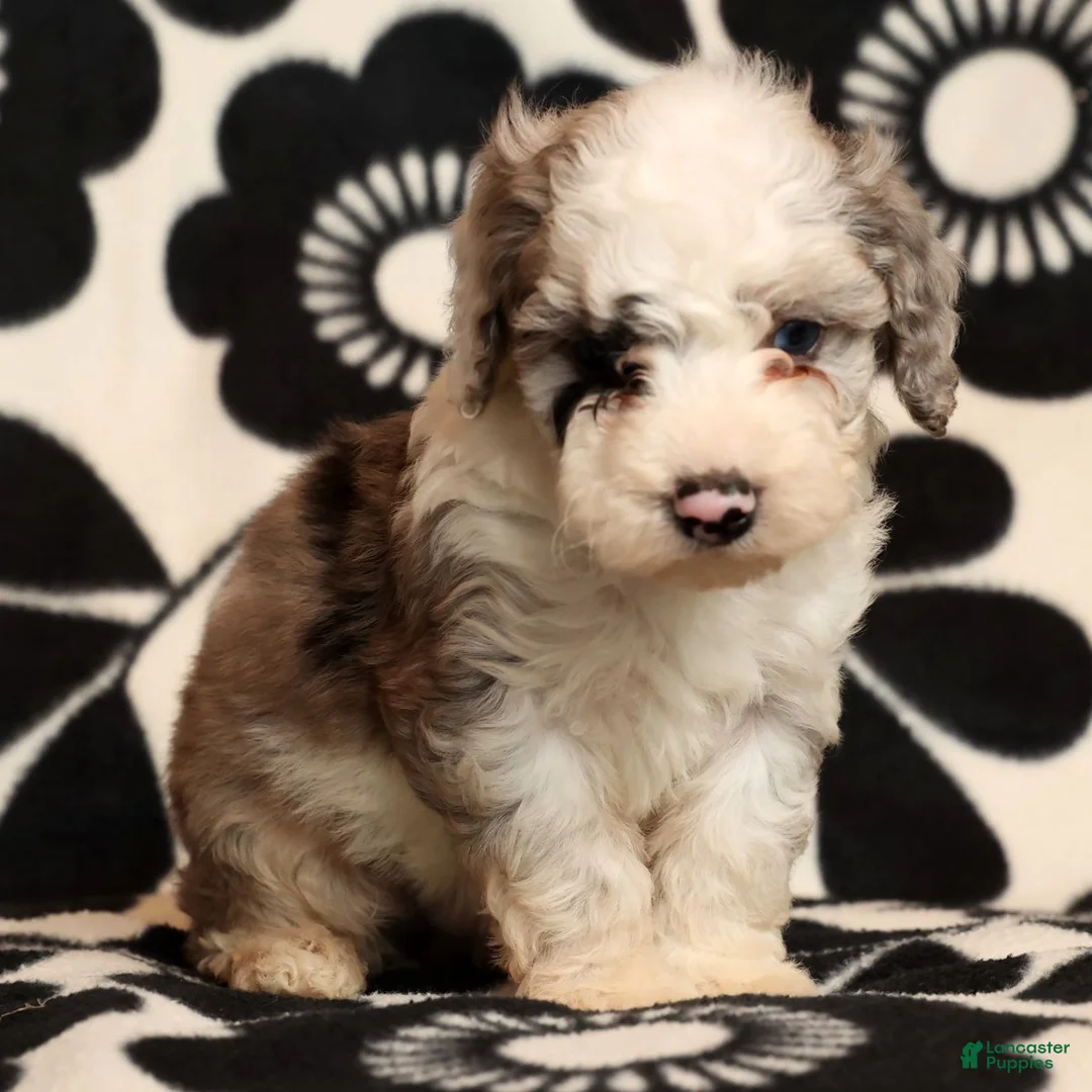 Miniature Poodle dogs for sale: Asher - Ad 7