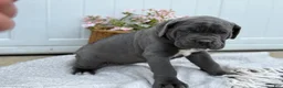 Cane Corso dogs for sale: Bella - Ad 12