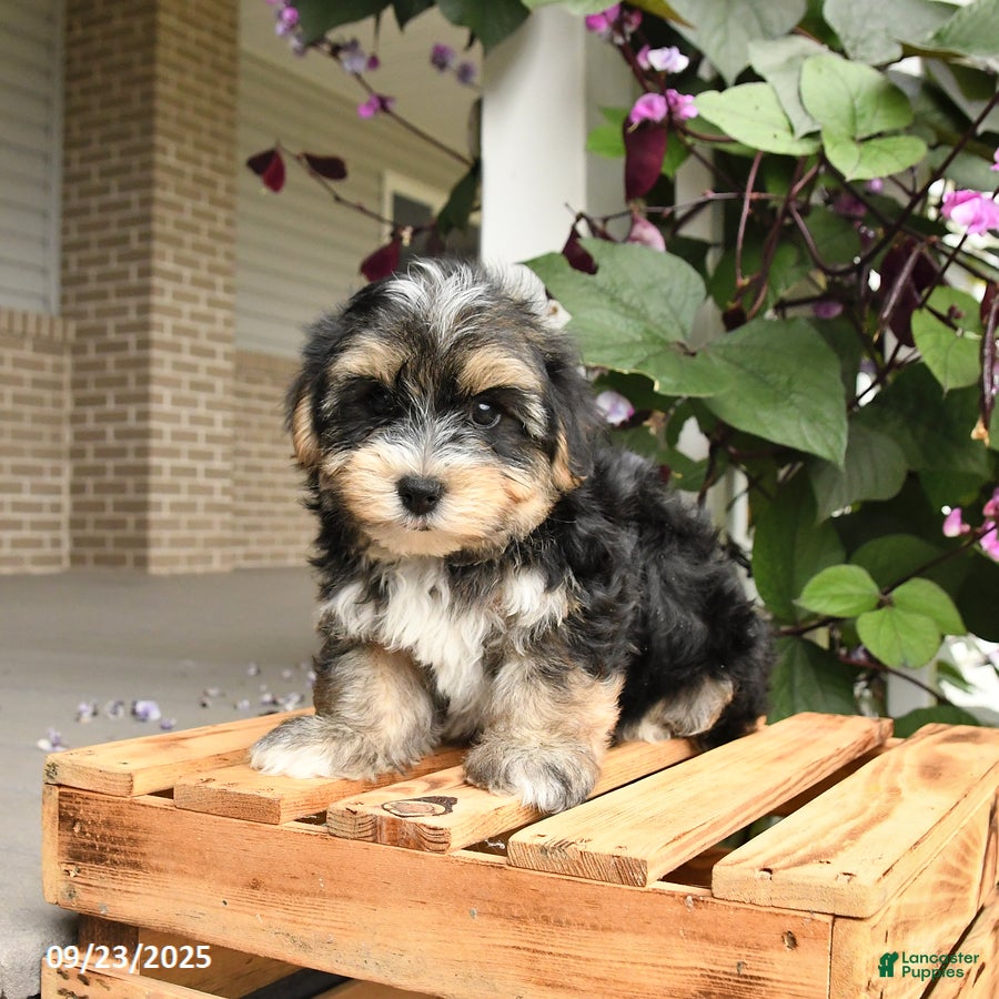 Morkie Puppies for sale in Pennsylvania Lancaster Puppies