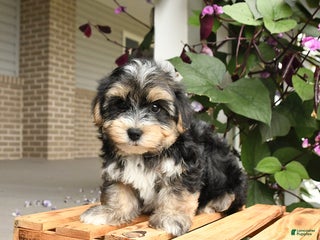 Morkie dogs Toby - Ad 28