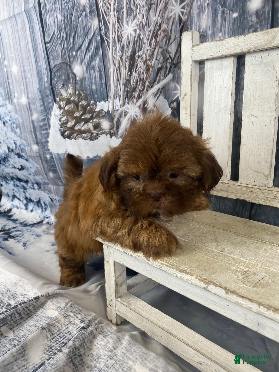 Shih Tzu dogs for sale: Pippin - Ad 13