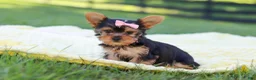Yorkshire Terrier dogs for sale: Macy - Ad 4