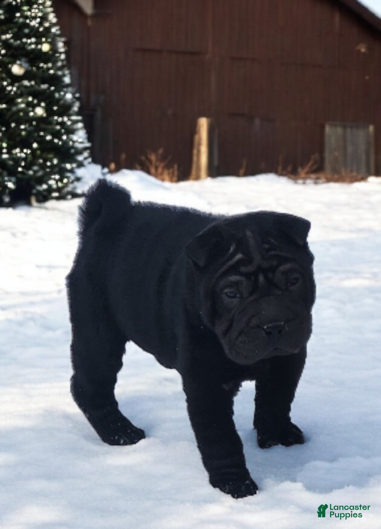 Shar Pei dogs Ebony mini  - Ad 6