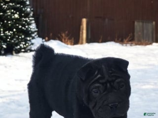 Shar Pei dogs Ebony mini - Ad 6