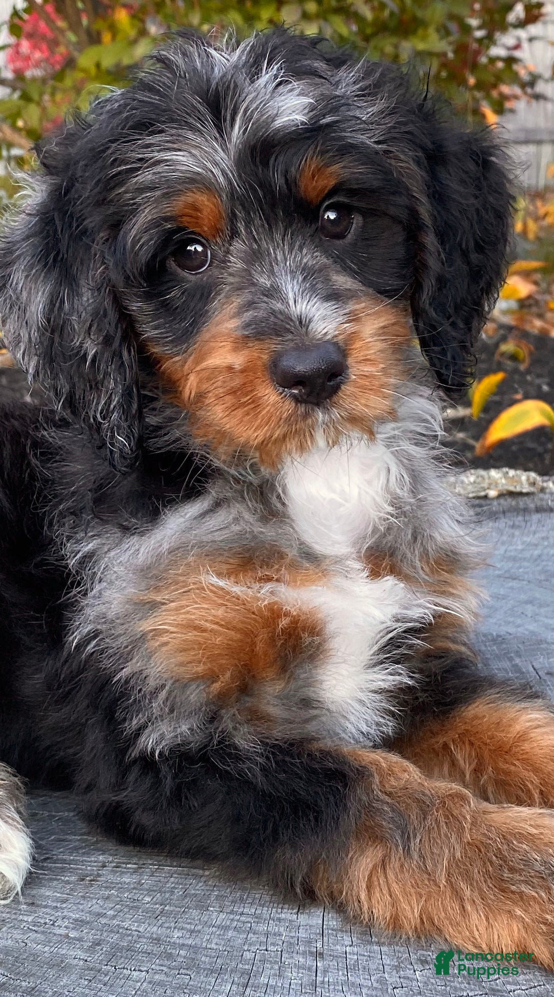 Mini Bernedoodle dogs for sale: 💛 IN BOSTON MASSACHUSETTS AREA 💛 UNIQUE COLOR & COAT COMBINATION 💛 MINI BERNEDOODLE 💛 - Ad 4