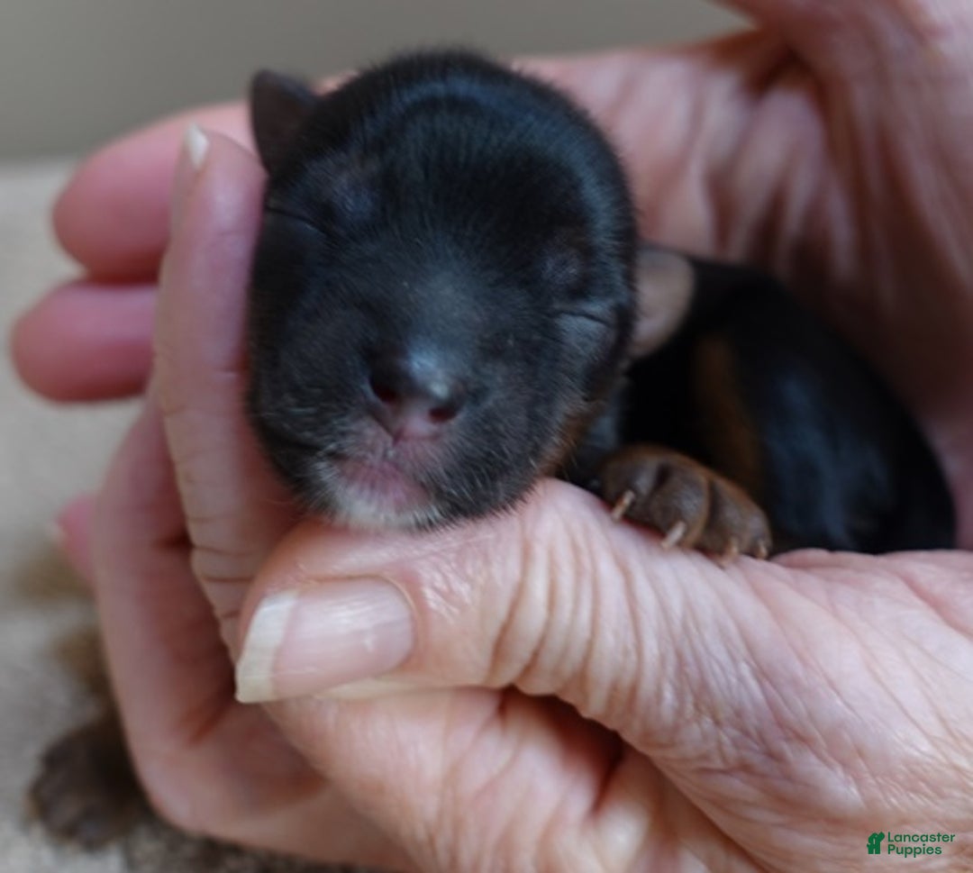 Yorkshire Terrier dogs for sale: Taj  - Ad 8