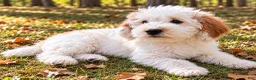 Mini Goldendoodle dogs for sale: Mini Goldendoodle male puppy - Ad 4