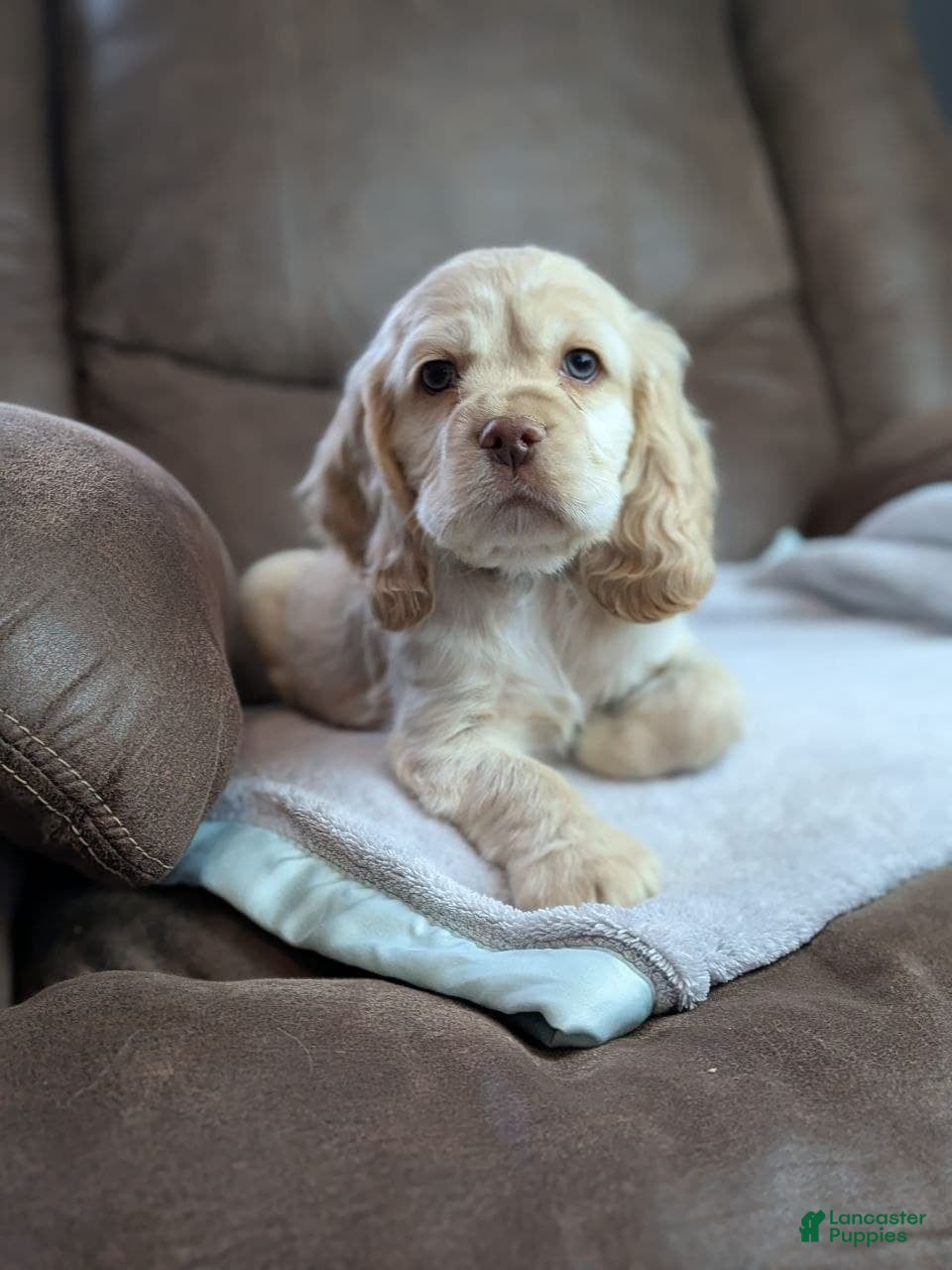 Cocker Spaniel dogs Winston  - Ad 2