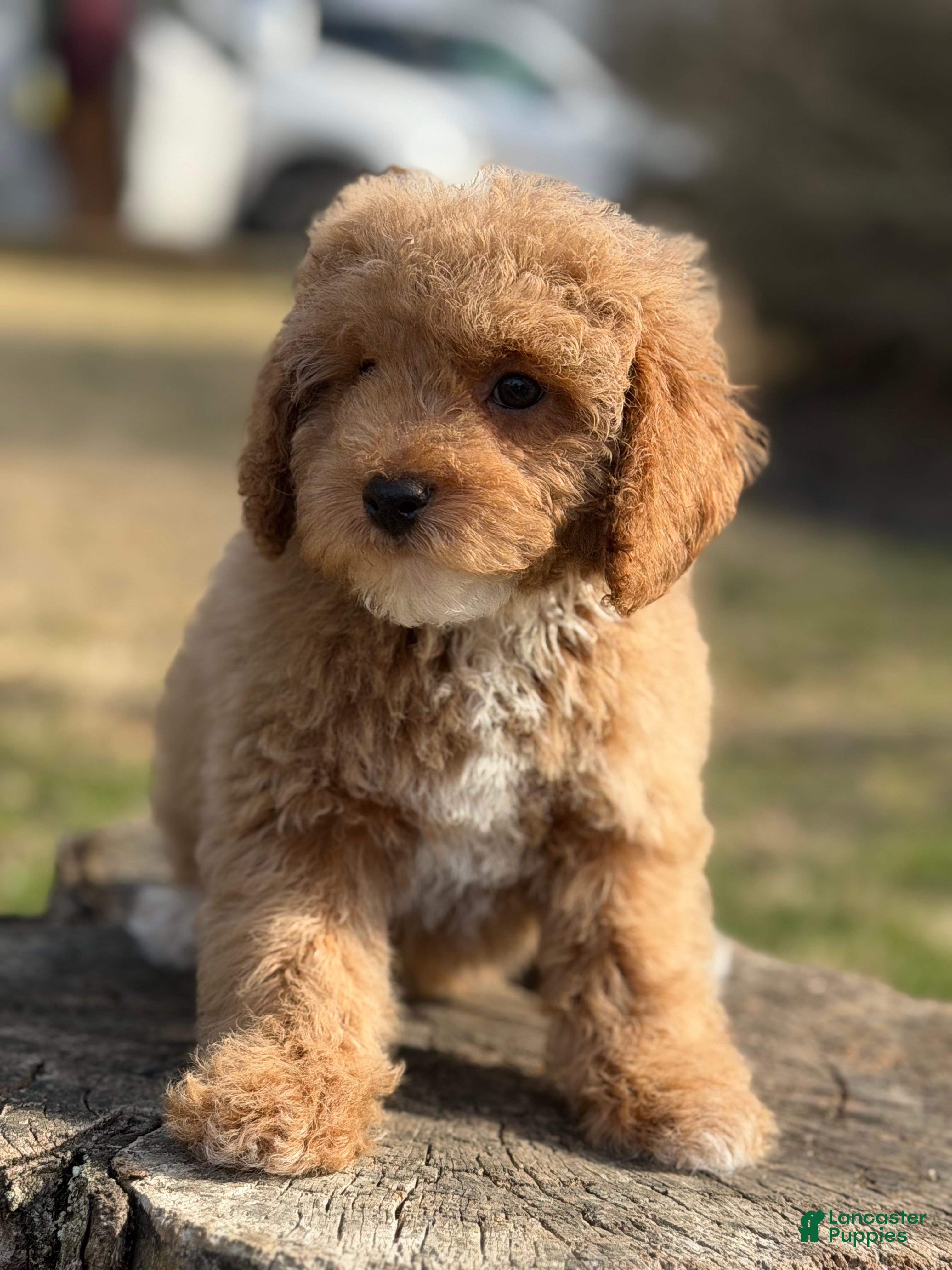 Miniature Poodle dogs Redrick - Ad 2