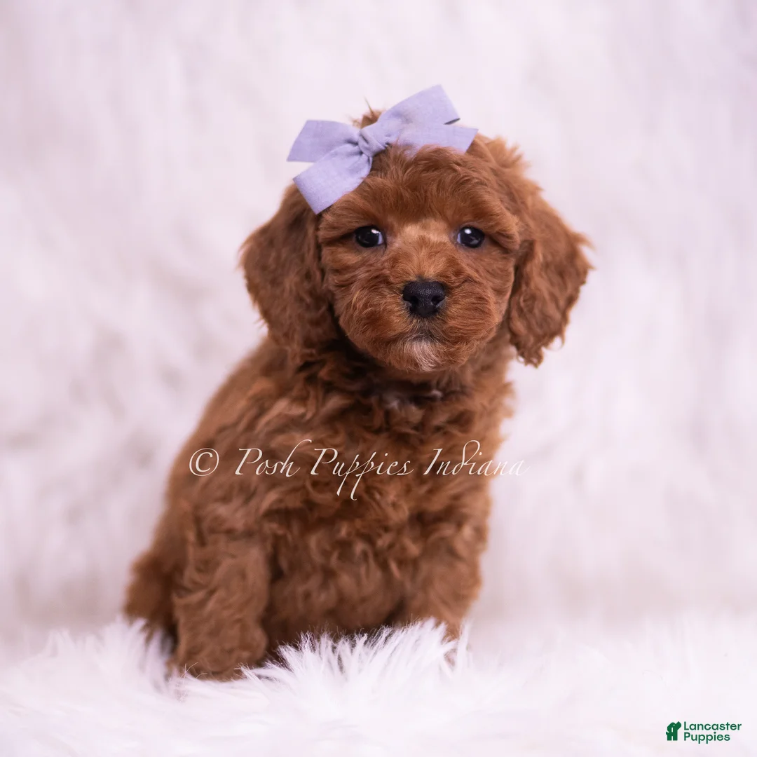Toy Poodle dogs for sale: Cheerio - Ad 4