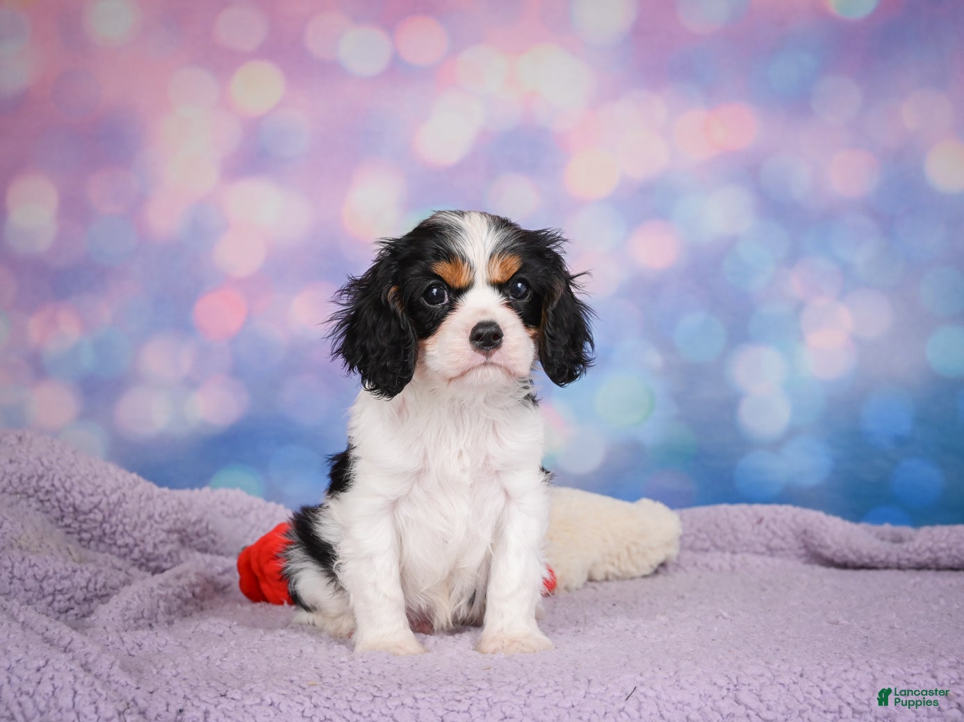 Cavalier King Charles Spaniel dogs Austin - Ad 2