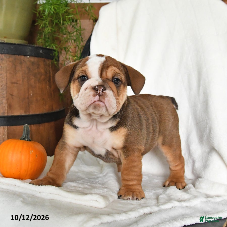 English Bulldog dogs Cherry - Ad 1