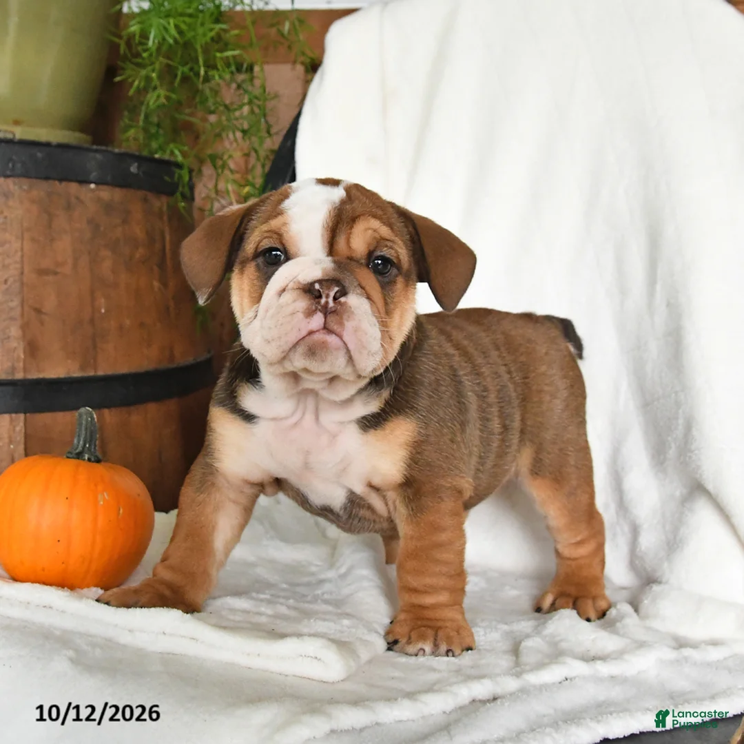 English Bulldog dogs for sale: Cherry - Ad 1