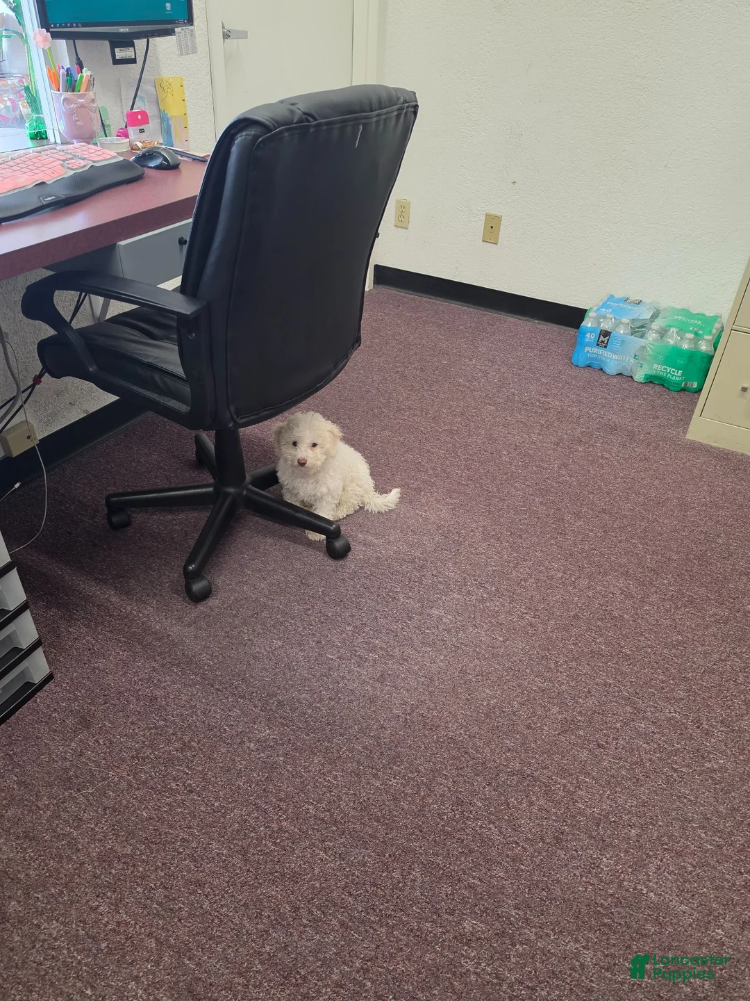 Standard Poodle dogs for sale: Standard Poodle 2 - Ad 2