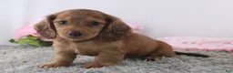 Miniature Dachshund dogs for sale: Olina - Ad 3