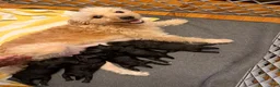 Mixed Breed dogs for sale: Mixed Breed 2 - Ad 2