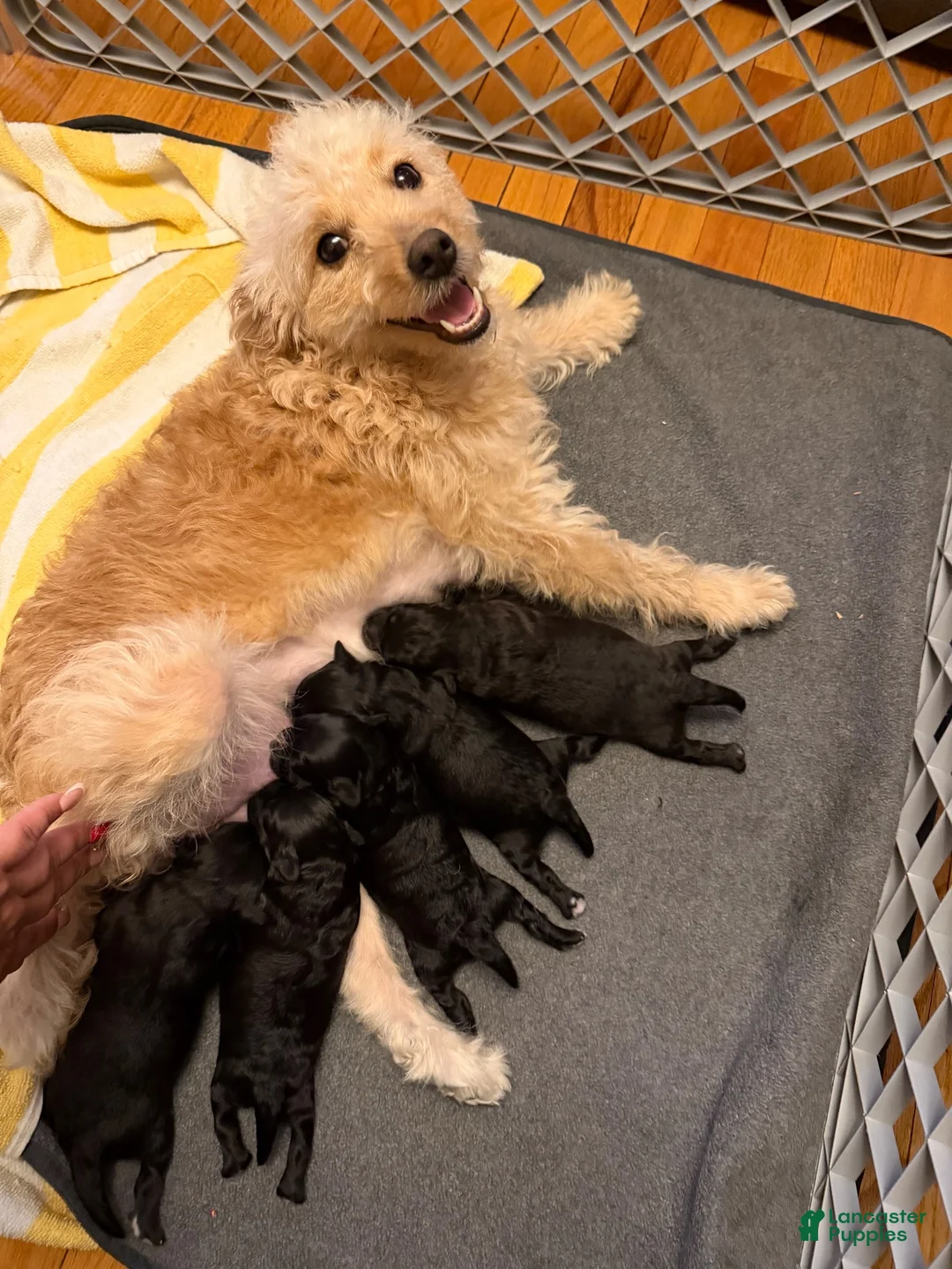 Mixed Breed dogs for sale: Mixed Breed 2 - Ad 2