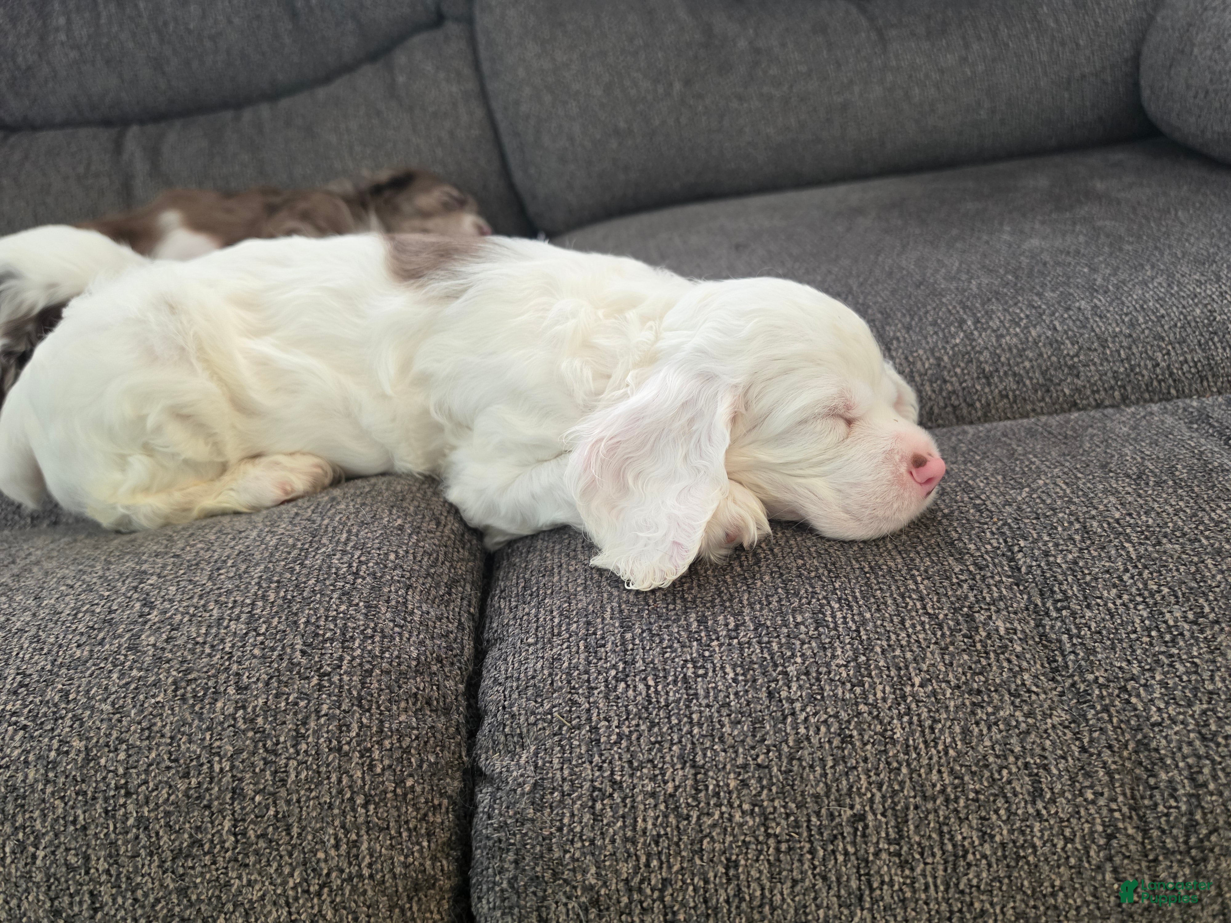 Cocker Spaniel dogs Cocker Spaniel 1 - Ad 1