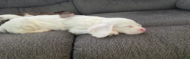 Cocker Spaniel 1