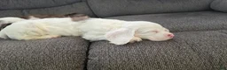 Cocker Spaniel dogs for sale: Cocker Spaniel 1 - Ad 1