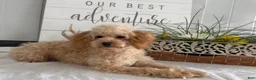 Toy Poodle dogs for sale: Amy - Ad 3