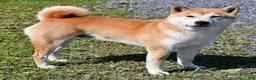 Shiba Inu dogs for sale: Sara Ann - Ad 5