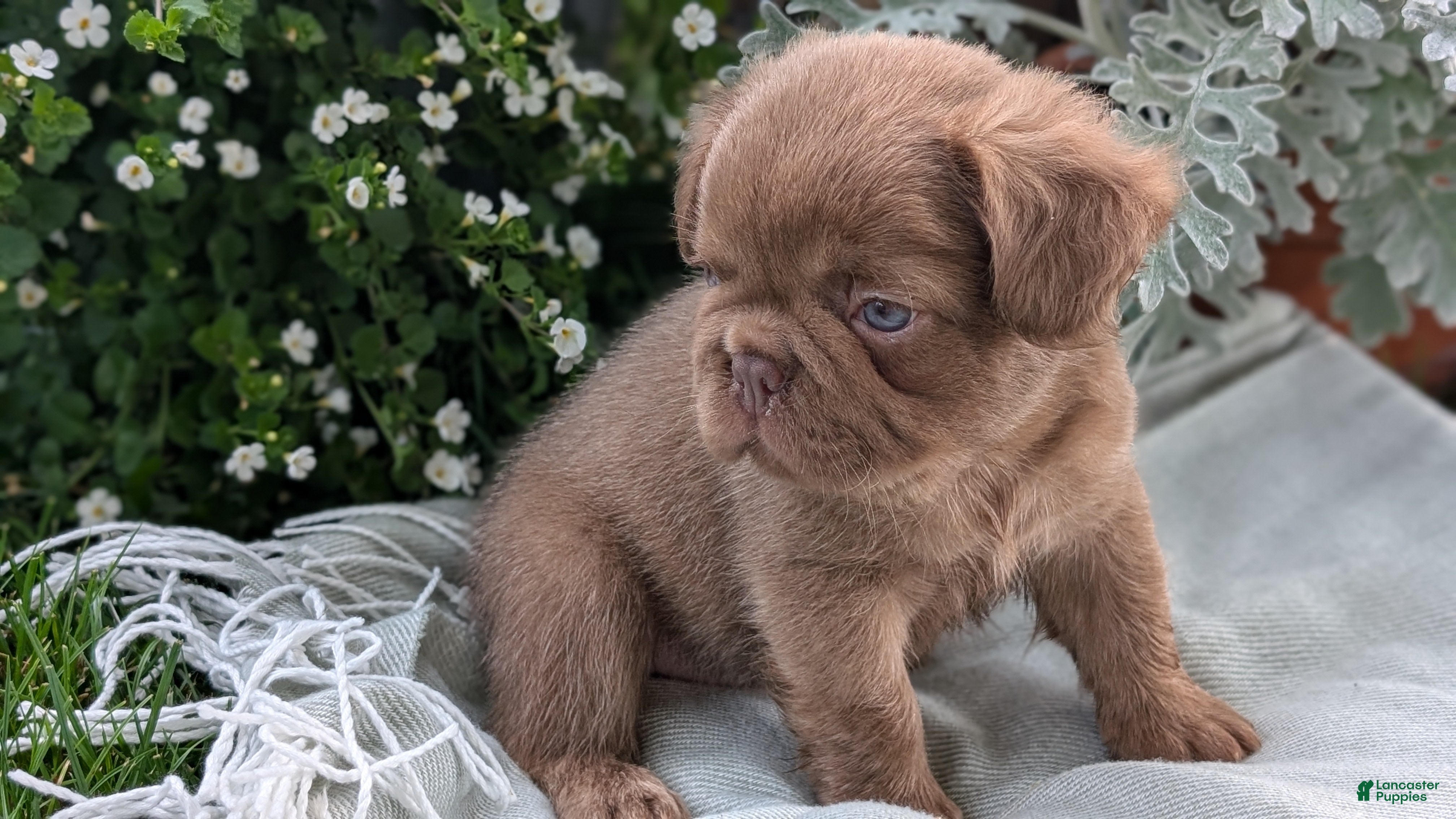 French Bulldog dogs Ozzy - Ad 2