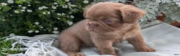 French Bulldog dogs for sale: Ozzy - Ad 2