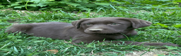 Labrador Retriever dogs for sale: Labrador Retriever Puppy 1 - Ad 3