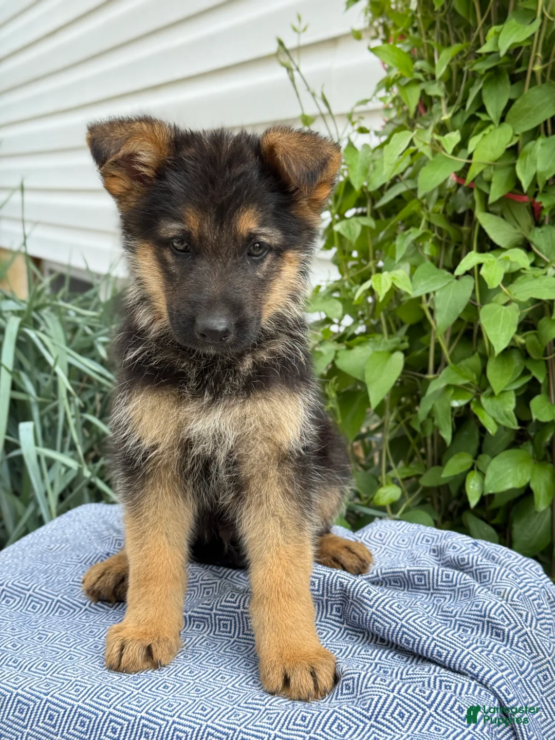 German Shepherd dogs for sale: Griffin - Ad 1