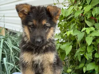 German Shepherd dogs for sale: Griffin - Ad 2