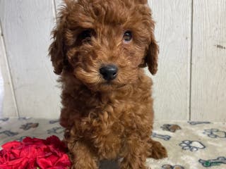 Mini Goldendoodle dogs Martin - Ad 39